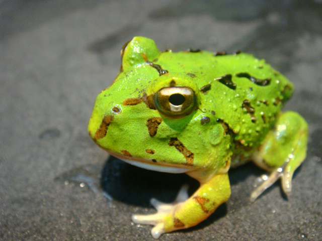 カーティンガツノガエル(2)