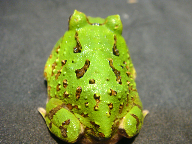 カーティンガツノガエル(4)