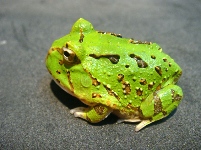 カーティンガツノガエル(3)