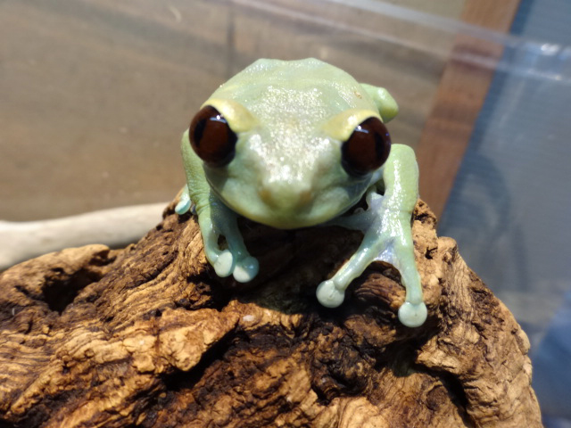 ウルグルオオクサガエル