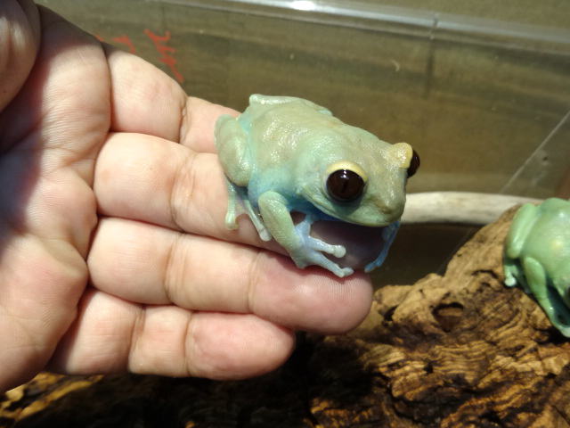 ウルグルオオクサガエル(2)