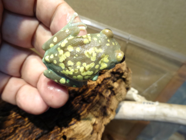 ウルグルオオクサガエル(3)