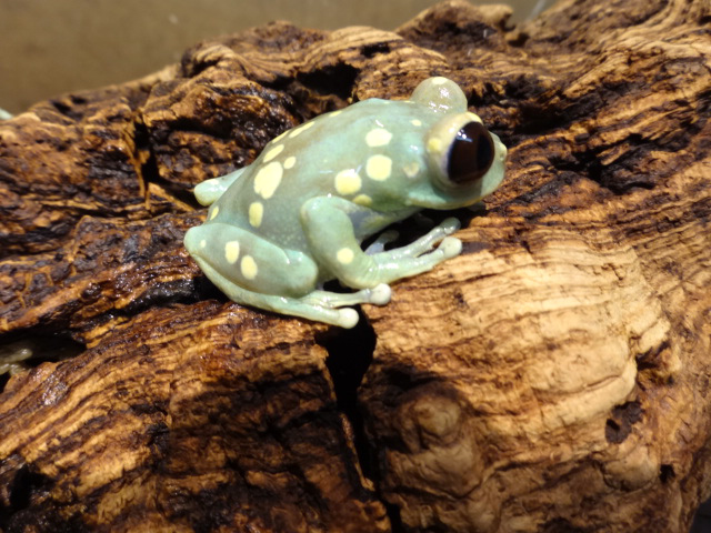 ウルグルオオクサガエル(4)