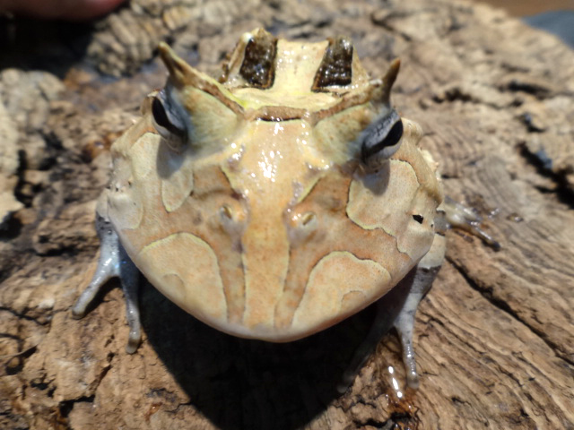 アマゾンツノガエル(3)