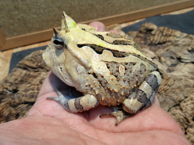 アマゾンツノガエル(4)