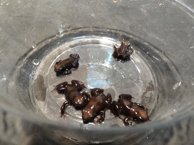 マダラヤドクガエル(5)