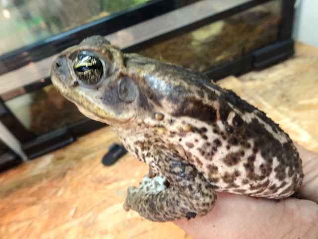 ロココヒキガエル(4)