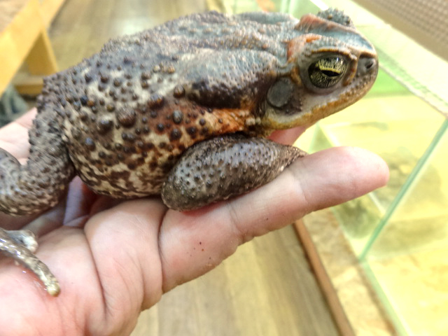 ロココヒキガエル(2)