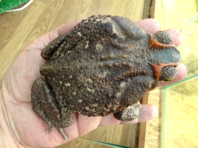 ロココヒキガエル(3)