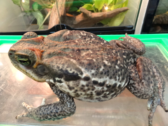 ロココヒキガエル(1)