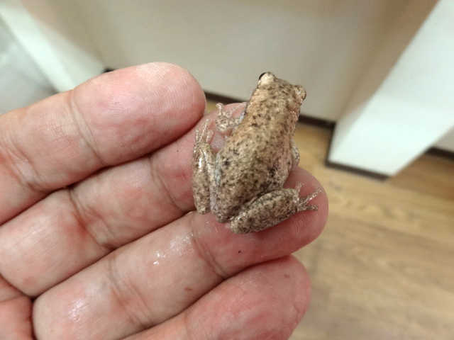 サバクアメガエル