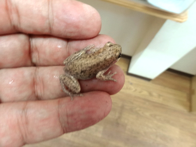 サバクアメガエル(2)