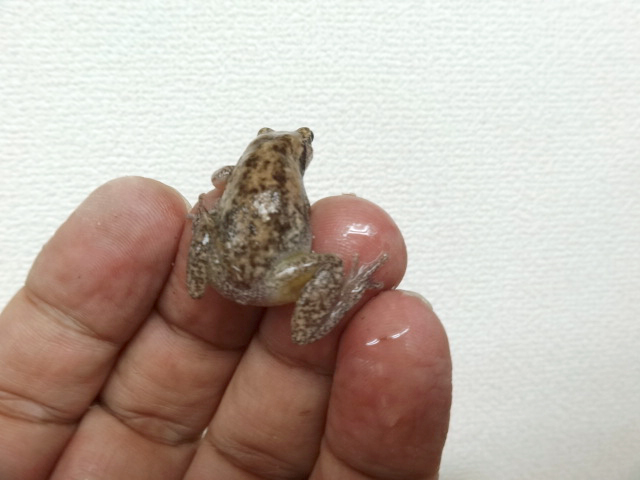 サバクアメガエル(3)