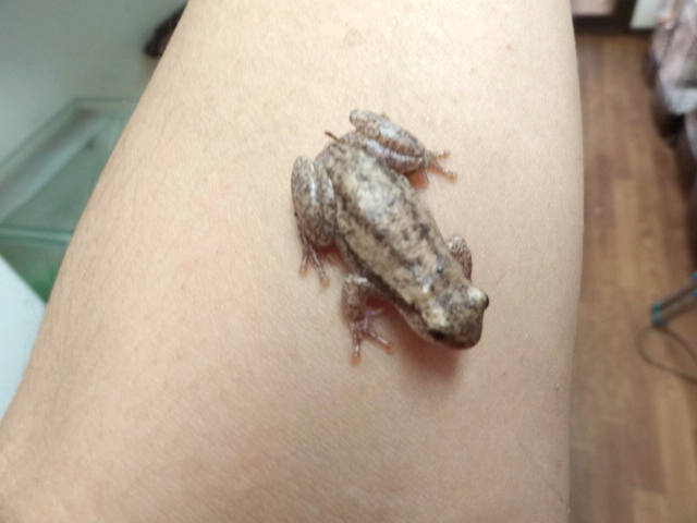 サバクアメガエル(4)