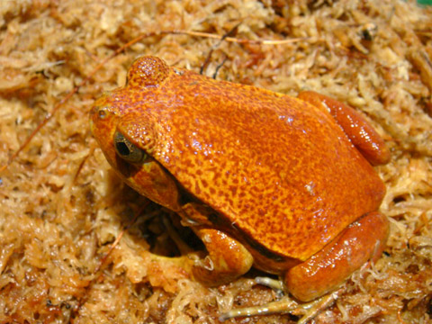 サビトマトガエル(6)