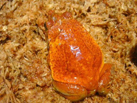 サビトマトガエル(7)