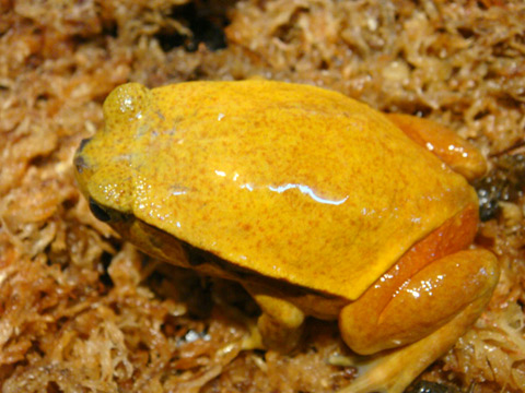 サビトマトガエル(11)