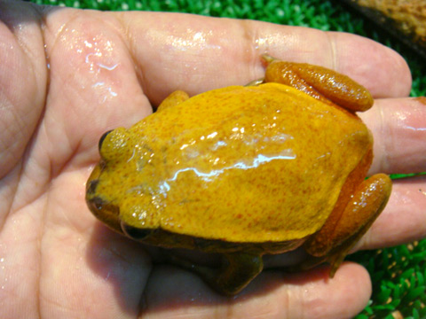 サビトマトガエル(12)