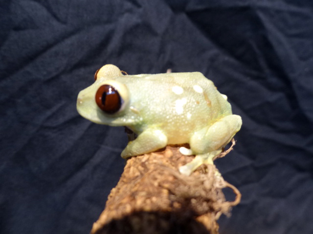 ウルグルオオクサガエル(5)