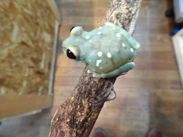 ウルグルオオクサガエル(7)