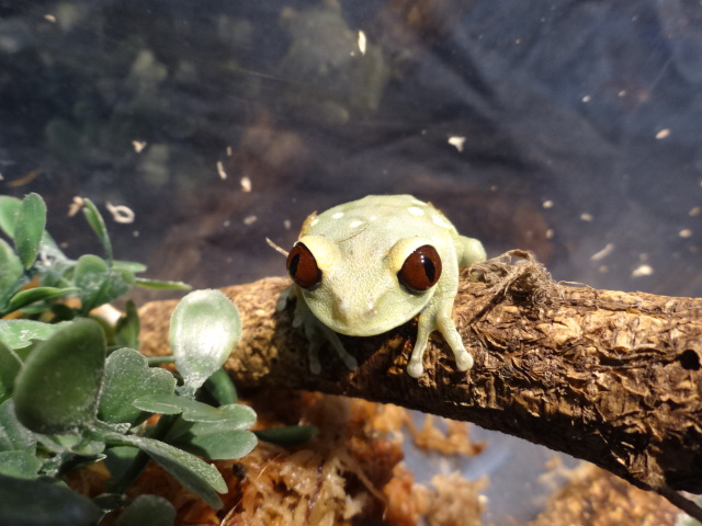 ウルグルオオクサガエル(6)