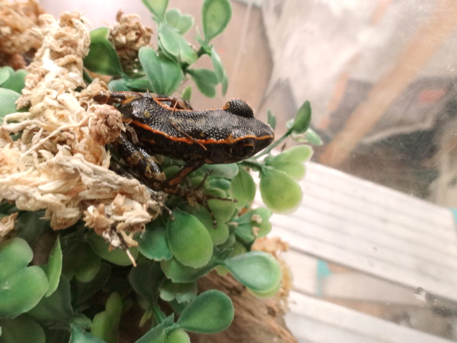 キボシナガレガエル(3)