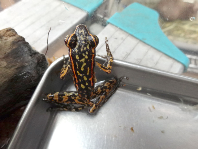 キボシナガレガエル(1)