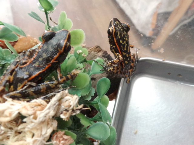 キボシナガレガエル(2)