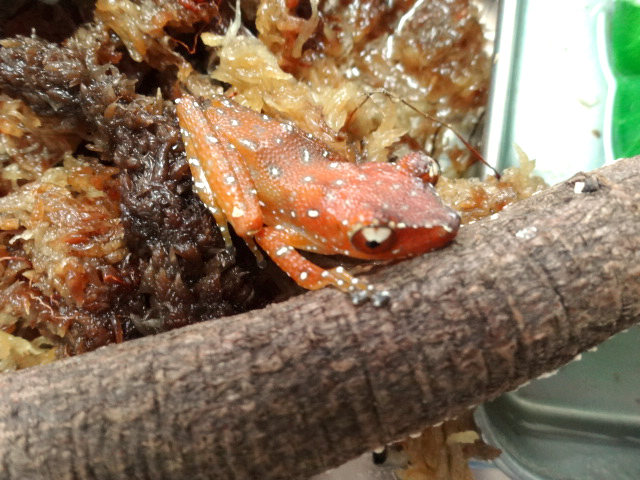 ナミシンジュメキガエル(1)