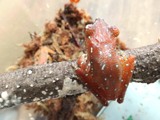 ナミシンジュメキガエル(2)