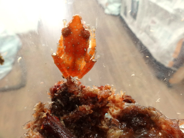 ナミシンジュメキガエル(3)