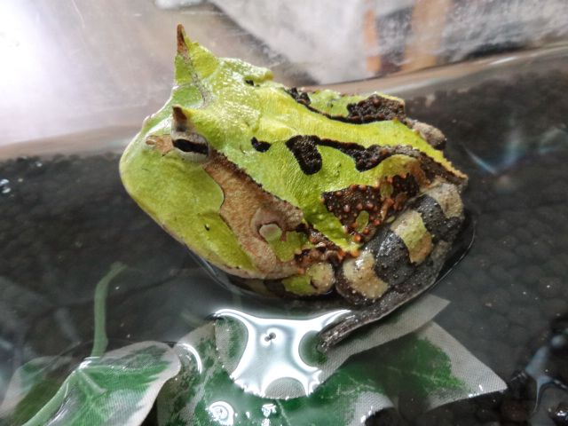 アマゾンツノガエル(10)
