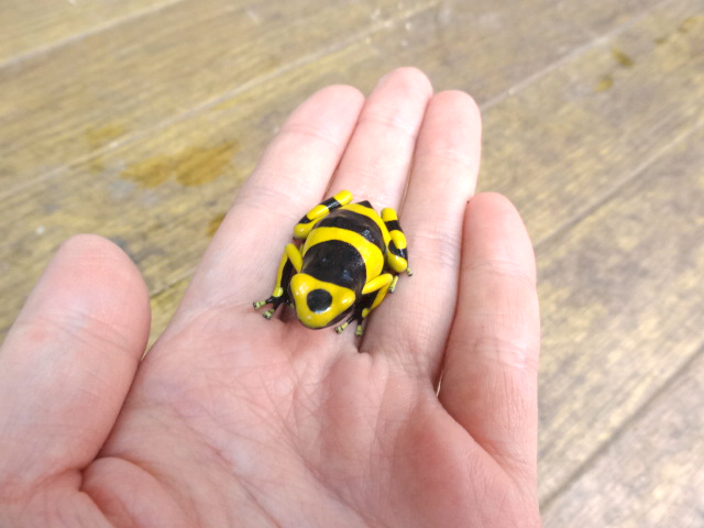 キオビヤドクガエル(3)