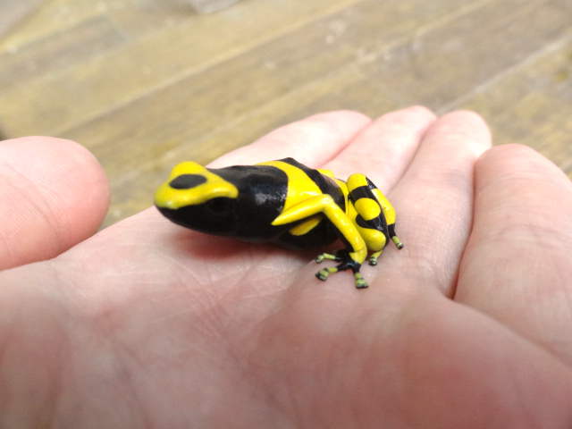 キオビヤドクガエル(4)