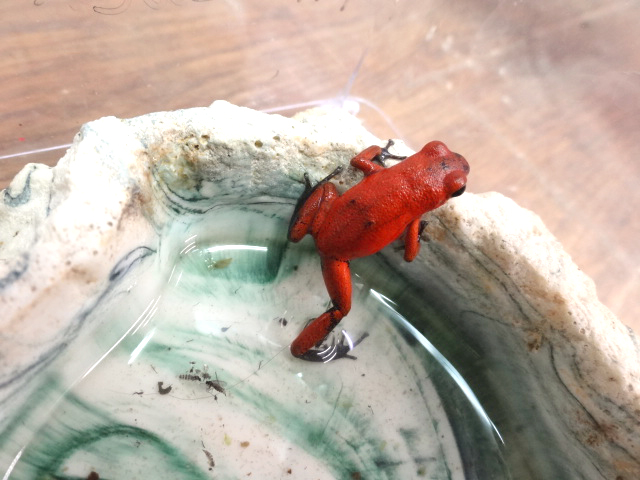 イチゴヤドクガエル