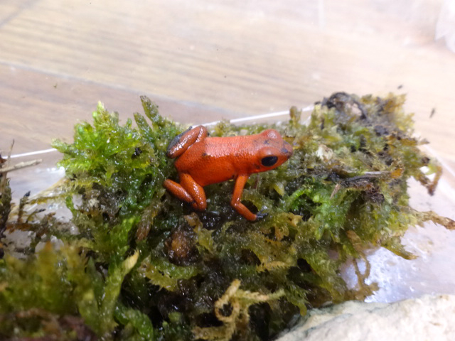 イチゴヤドクガエル(2)