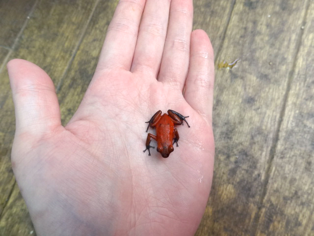 イチゴヤドクガエル(3)