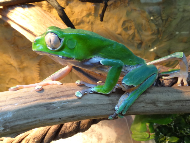 ジャイアントネコメガエル