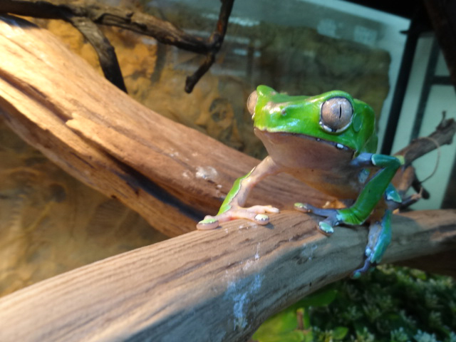 ジャイアントネコメガエル(2)