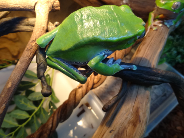 ジャイアントネコメガエル(4)