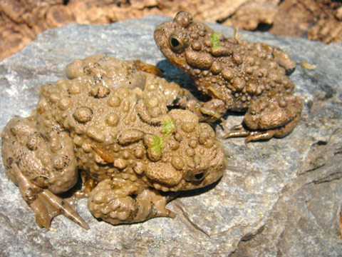 オオスズガエル(2)