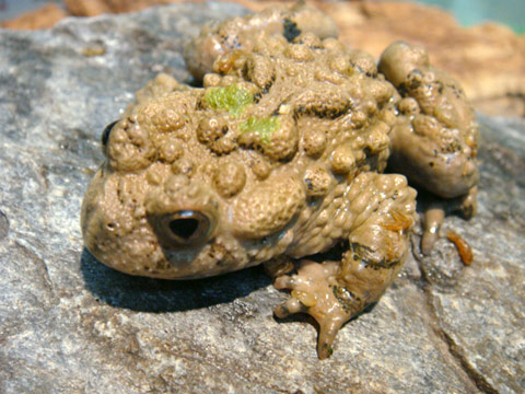 オオスズガエル(3)