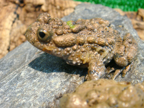 オオスズガエル(4)