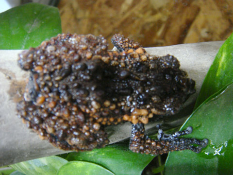 ゴードンモッシーフロッグ(5)