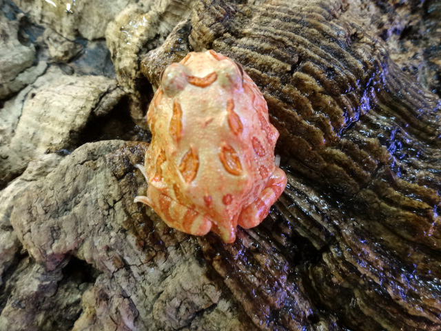 クランウェルツノガエル(11)