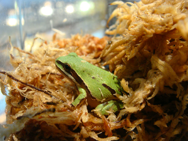 ミヤマアマガエル(2)