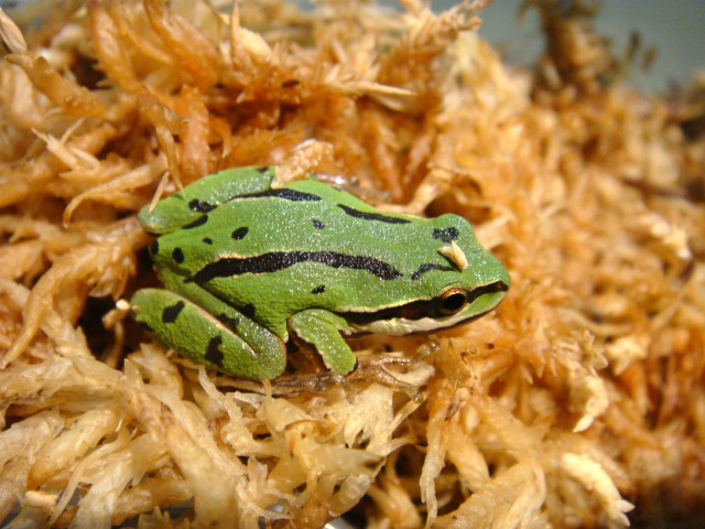 ミヤマアマガエル(1)