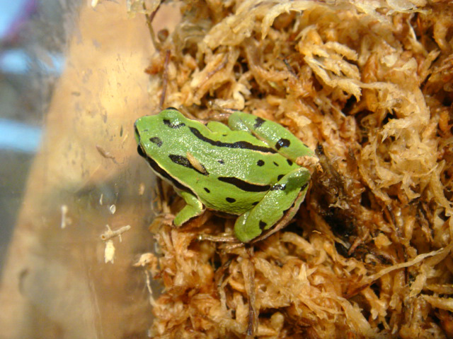 ミヤマアマガエル(3)