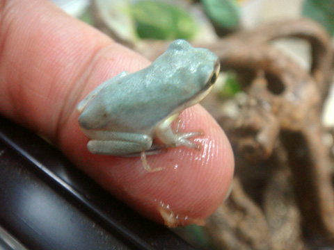 ベトナムオオアオガエル(6)