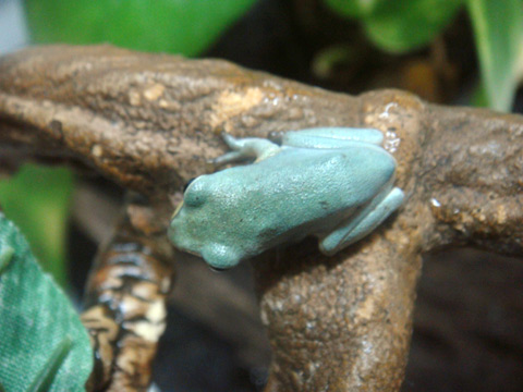 ベトナムオオアオガエル(3)